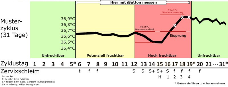 Basalthermometer FERTYL, Zyklusbericht, von Medel